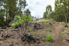 Aeonium arboreum image