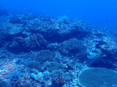 Epinephelus fuscoguttatus
