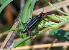 Epicauta erythrocephala