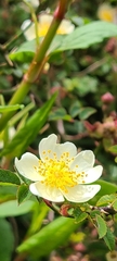 Rosa transmorrisonensis