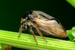 Centrotus
