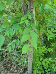 Ulmus pumila