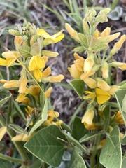 Rhynchosia diversifolia