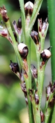 Scleria gaertneri