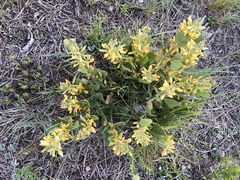 Rhynchosia diversifolia