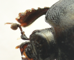 Hypocaccus rugifrons