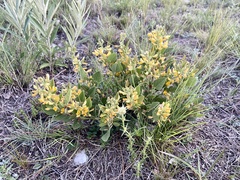 Rhynchosia diversifolia