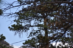 Patagioenas fasciata