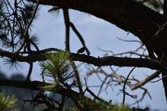 Empidonax occidentalis