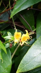 Lonicera