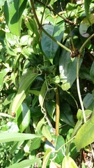 Lonicera