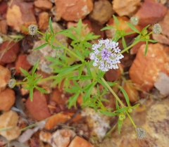 Trachymene cyanantha