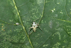 Phytocoris tiliae
