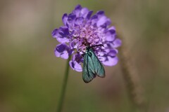 Adscita geryon chrysocephala
