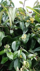 Lonicera