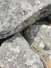 Chrysothrix chlorina