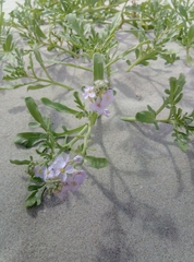 Cakile maritima