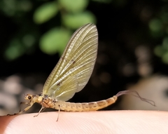 Ephemera danica