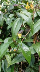 Lonicera