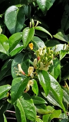 Lonicera