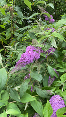 Buddleja davidii