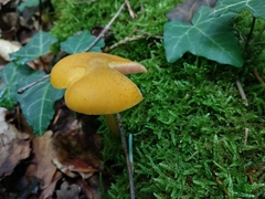 Pluteus chrysophaeus
