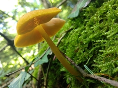Pluteus chrysophaeus