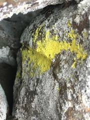 Chrysothrix chlorina