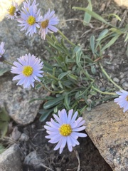 Erigeron leiomerus