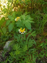 Hosackia pinnata