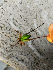Pholidoptera griseoaptera