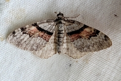 Xanthorhoe packardata