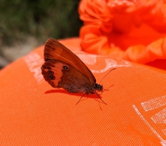 Coenonympha arcania