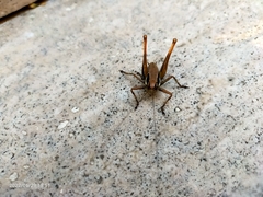 Pholidoptera griseoaptera