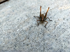 Pholidoptera griseoaptera