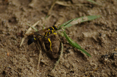 Sceliphron fistularium