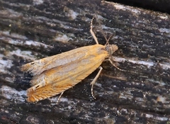 Lathronympha strigana