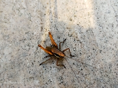 Pholidoptera griseoaptera