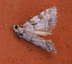 Scoparia pyralella