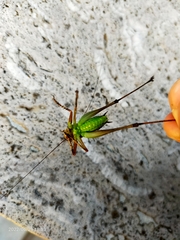 Pholidoptera griseoaptera