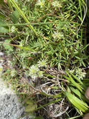 Paronychia argyrocoma