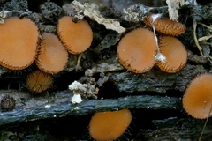 Scutellinia olivascens