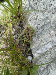 Paronychia argyrocoma