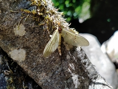 Ephemera danica