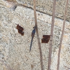 Erythrodiplax umbrata