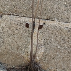 Erythrodiplax umbrata