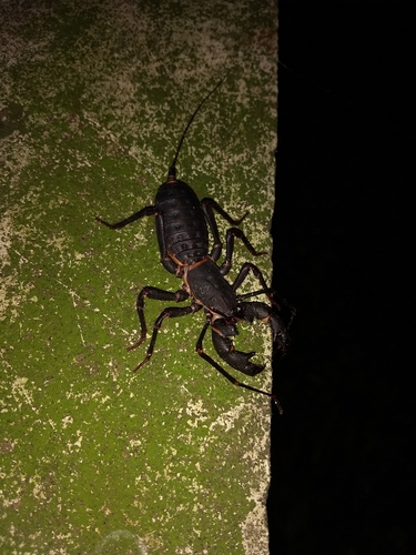 Mastigoproctus scabrosus