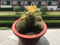 Mammillaria spinosissima