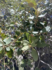 Quercus peninsularis