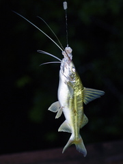 Pimelodus blochii